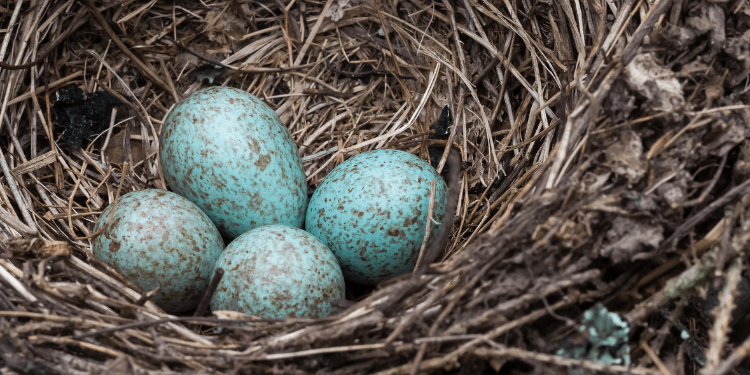 AndreaMarques: a Blue jay Incubating its eggs In a nest