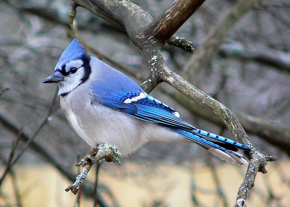 Do Blue Jays Eat Other Birds The Answer May Surprise You Birdwatching Buzz