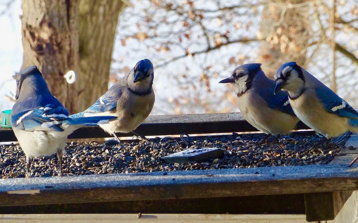 Do Blue Jays Eat Other Birds? The Answer May Surprise You ...