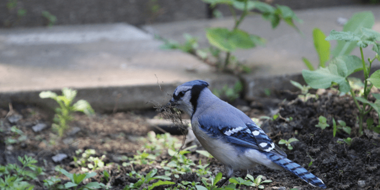 Blue Jay Eggs Everything You Need To Know Birdwatching Buzz