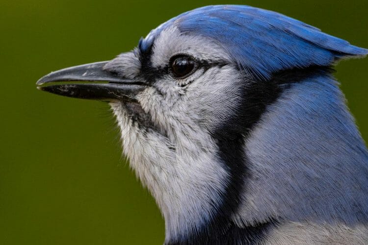 blue-jays-archives-page-2-of-2-birdwatching-buzz