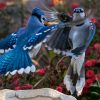 do blue jays eat other birds
