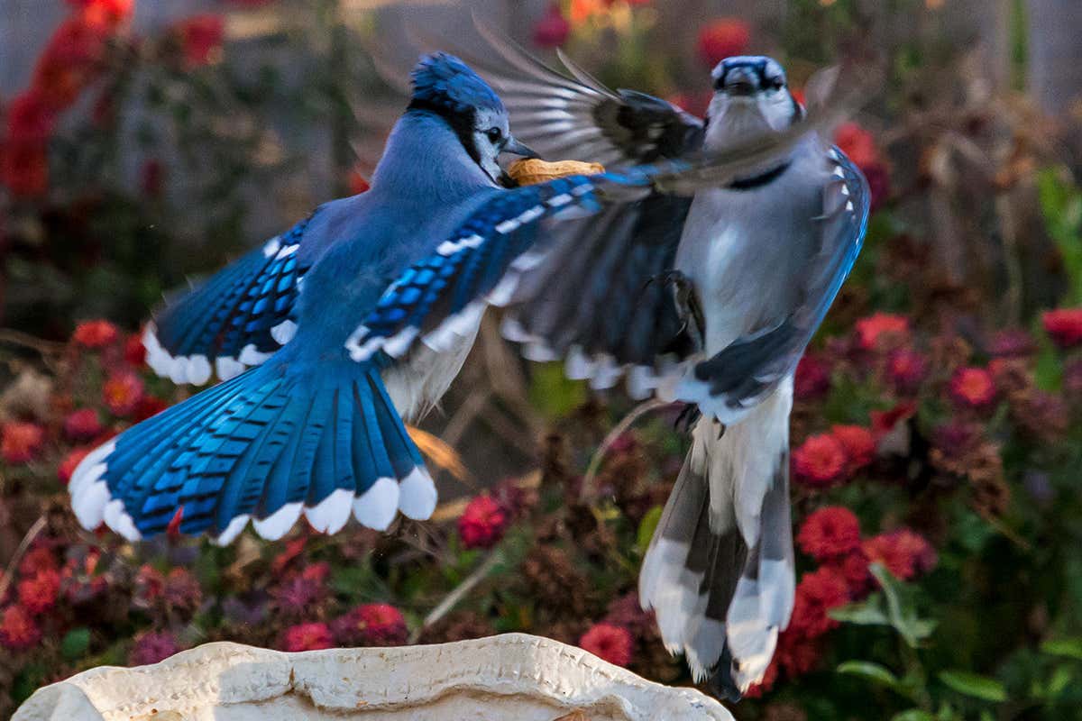 Do Blue Jays Steal Other Birds Nests 