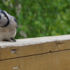 how to attract blue jays to your yard