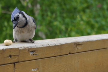 how to attract blue jays to your yard