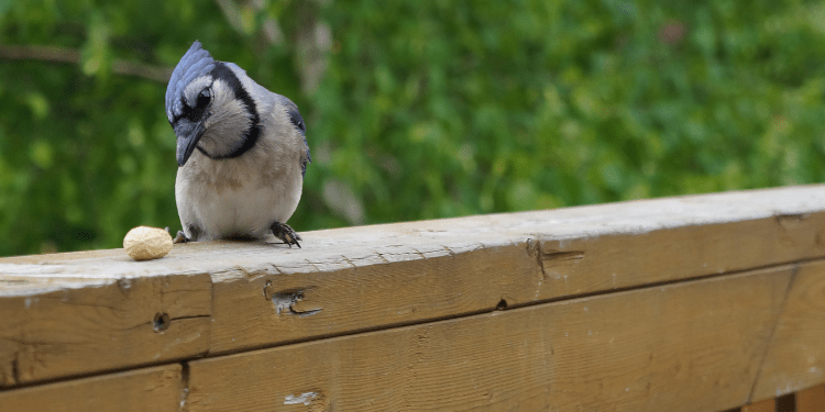 Nature's Ways: The Blue Jay — Our Largest, Regular Bird Feeder Guest