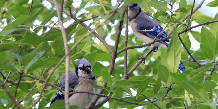 what-does-a-blue-jay-sound-like-birdwatching-buzz