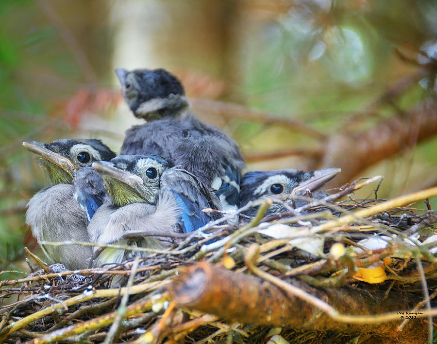How Long Do Blue Jays Live Learn Their Life Cycle Birdwatching Buzz