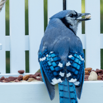 What Does a Blue Jay Sound Like? - Birdwatching Buzz
