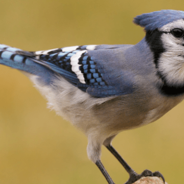 What Do Blue Jays Eat? 8 Favorite Foods! - Birdwatching Buzz