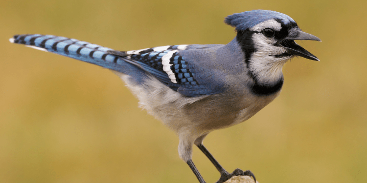 BLUE JAY with CHIRPING SOUND GANZ CHEERFUL CHIRPS 