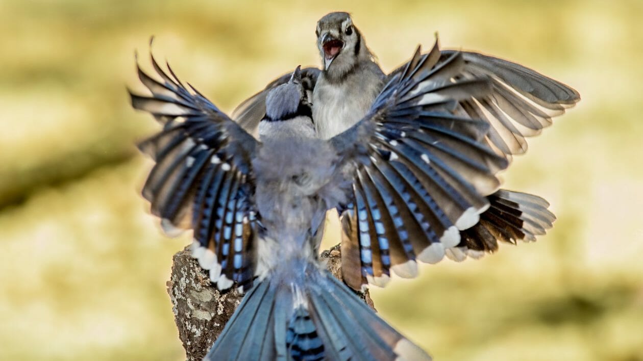 Blue Jay Bird Flying