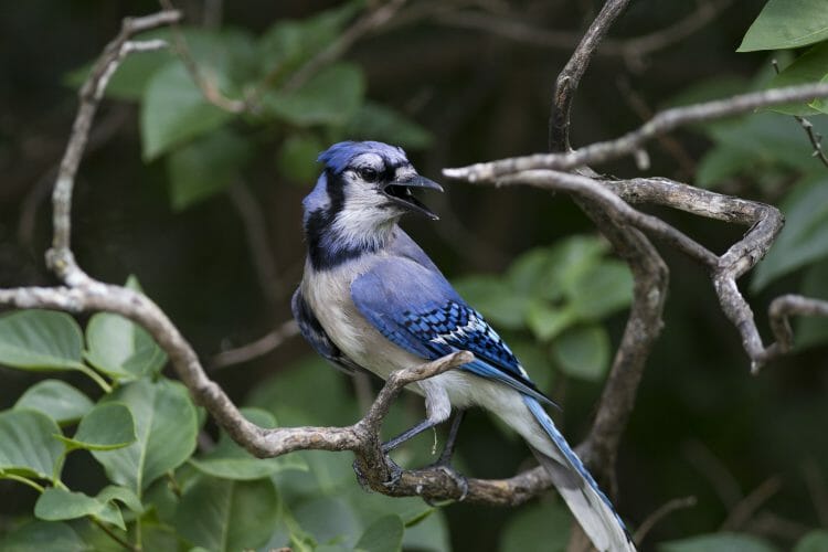 are-blue-jays-corvids-learn-about-the-passerine-order-birdwatching
