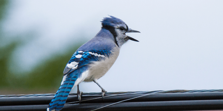 Why Do Blue Jays Mimic Hawks Birdwatching Buzz