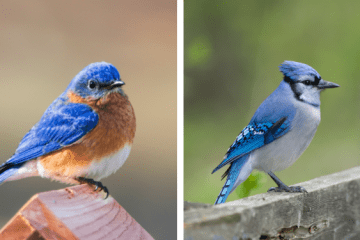 bluebird vs blue jay