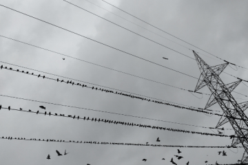 why do birds sit on power lines