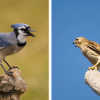 why do blue jays mimic hawks