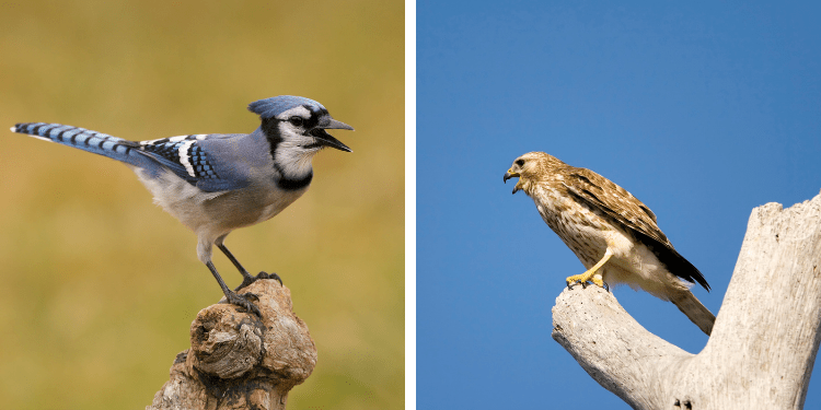 It Mimics A Hawk And Serves As A Mascot – The Beautiful Blue Jay