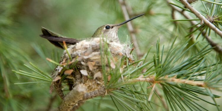 How To Attract Hummingbirds [15 Tips.. That Actually Work ...