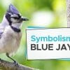 what does it mean when you see a blue jay
