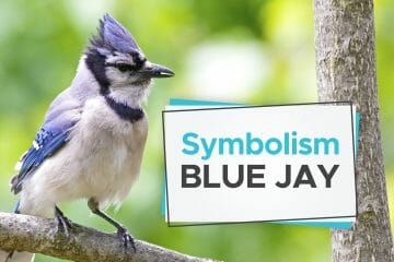 what does it mean when you see a blue jay
