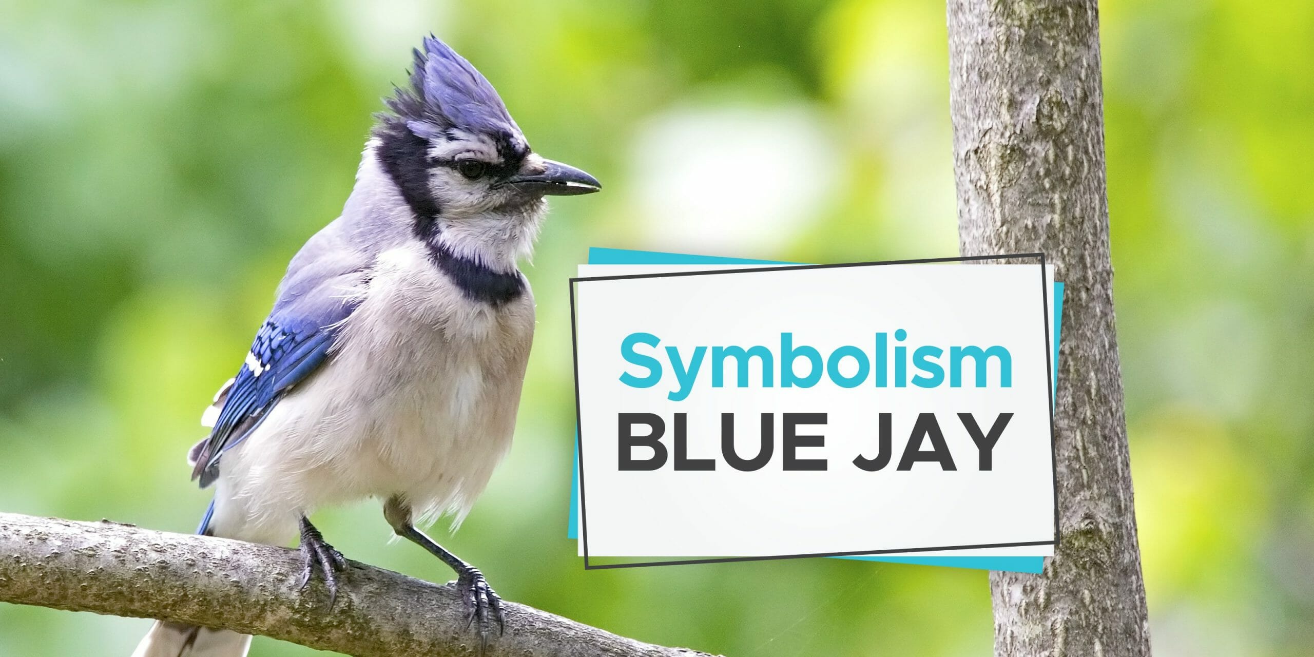 What Does It Mean When You See a Blue Jay? - Birdwatching Buzz