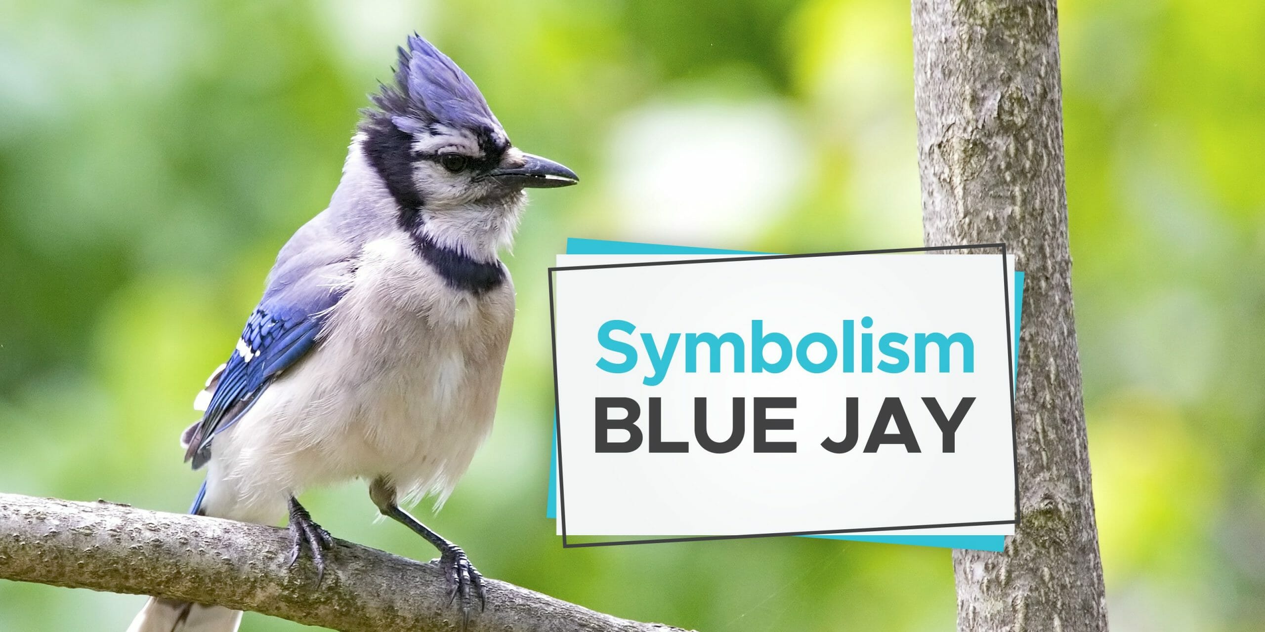 What Does A Blue Jay Mean Biblically