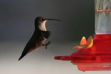 do hummingbirds land