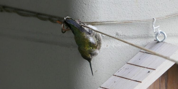 do hummingbirds sleep upside down