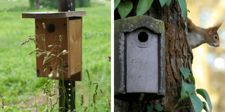 Do Squirrels Eat Bird Eggs? [7 Tips to Keep Them Away!] - Birdwatching Buzz