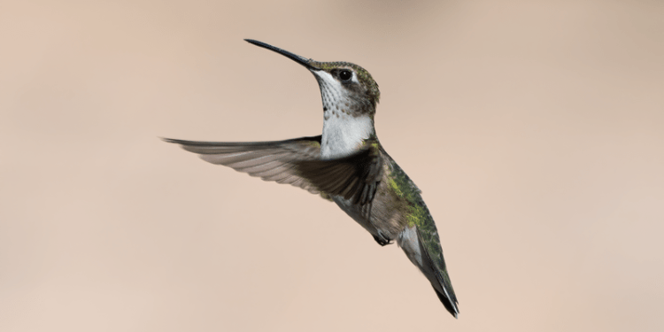 do hummingbirds feed at night