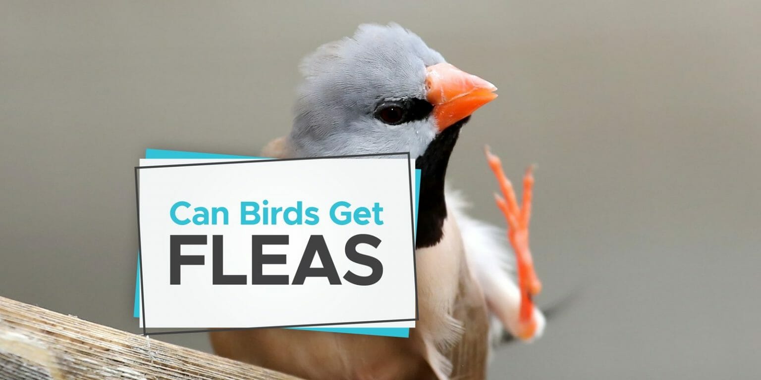 Can Birds Get Fleas? [Learn Both Wild & Pet Bird Facts] Birdwatching Buzz
