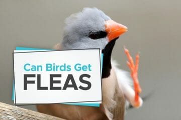 can birds get fleas