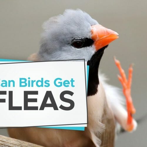 15 Actionable Tips to Stop Birds Eating Your Grass Seed! Birdwatching