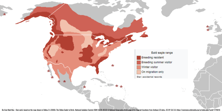 Where Do Bald Eagles Live? [Popular North American Territories ...