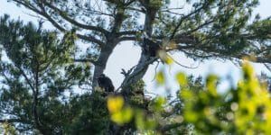 How Do Bald Eagles Reproduce? - Birdwatching Buzz