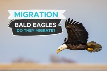 do bald eagles migrate
