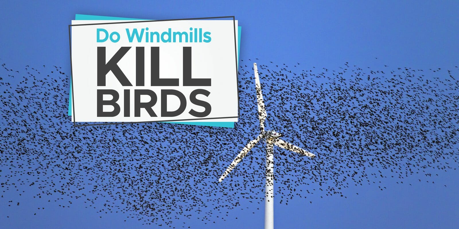 do-windmills-kill-birds-we-ve-got-the-research-birdwatching-buzz