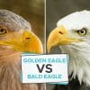 golden eagles vs bald eagle