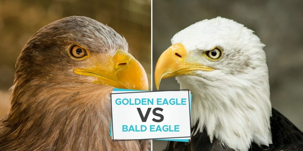 Golden Eagle vs Bald Eagle: What’s The Difference? - Birdwatching Buzz