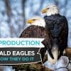 how do bald eagles reproduce