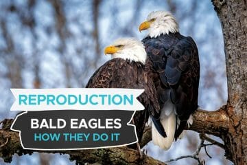how do bald eagles reproduce