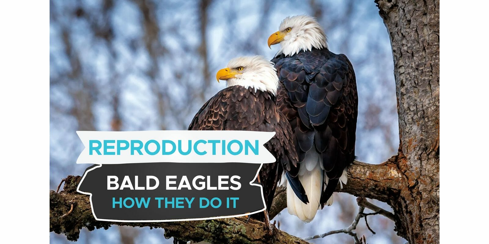 How Do Bald Eagles Reproduce? Birdwatching Buzz Unianimal