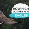 how high do eagles fly