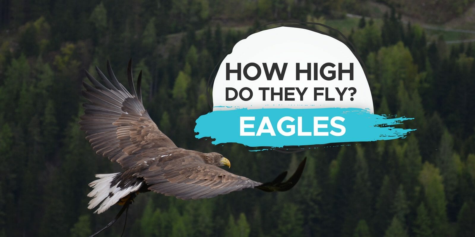 How High Do Eagles Fly? [You Won't Believe It!] Birdwatching Buzz