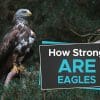 how strong are eagles