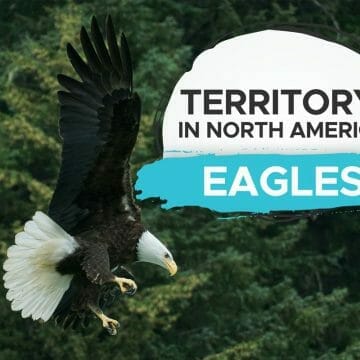 How Do Bald Eagles Reproduce? - Birdwatching Buzz