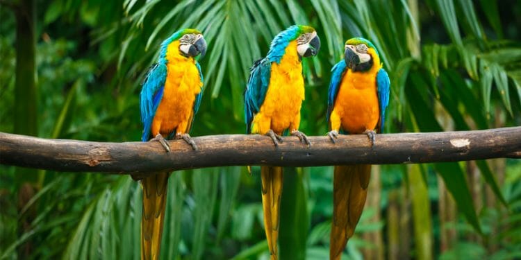 Parrots in Florida [A Look At 17 Species!] - Birdwatching Buzz