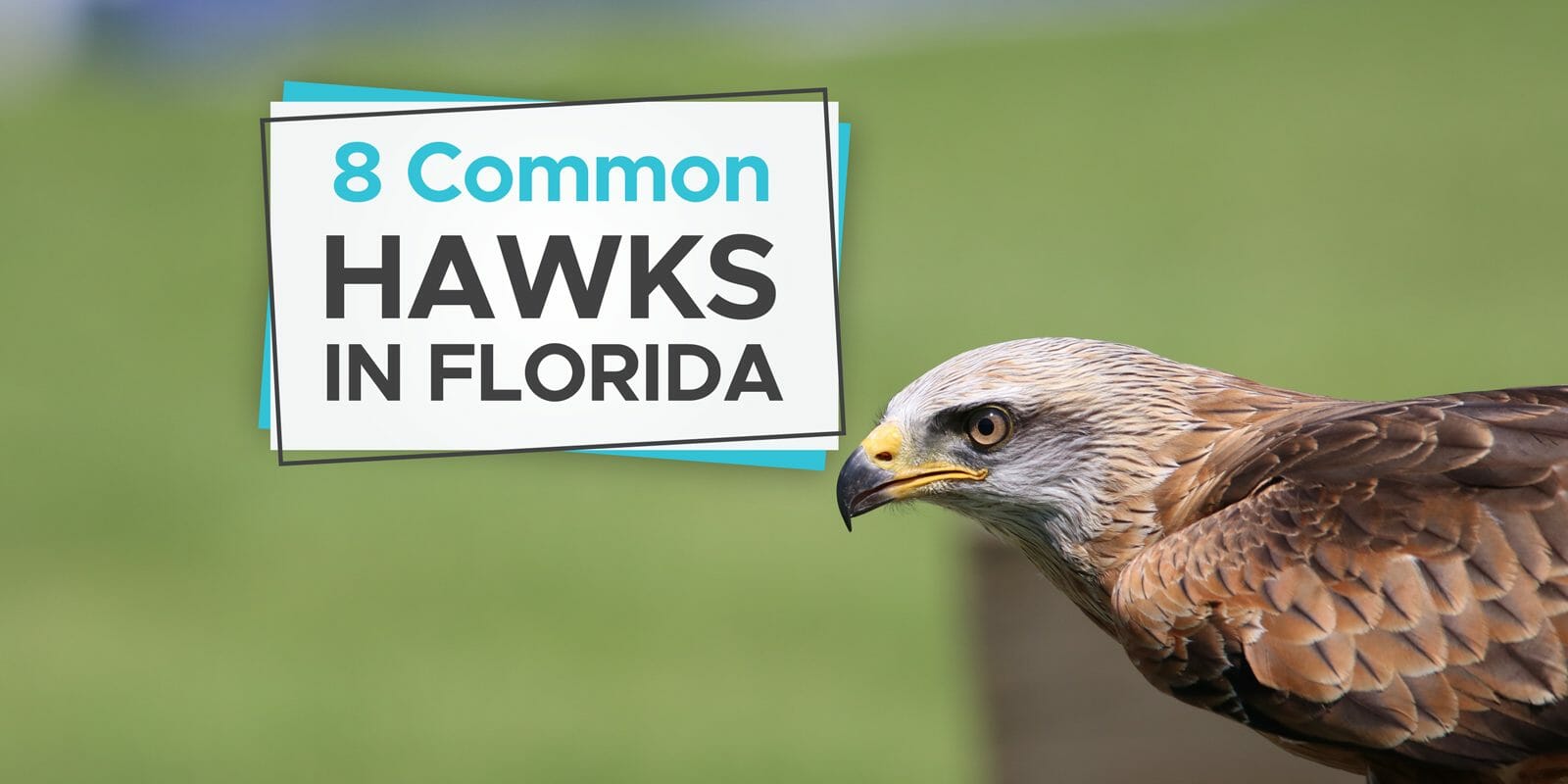 hawks in florida