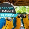 parrots in florida